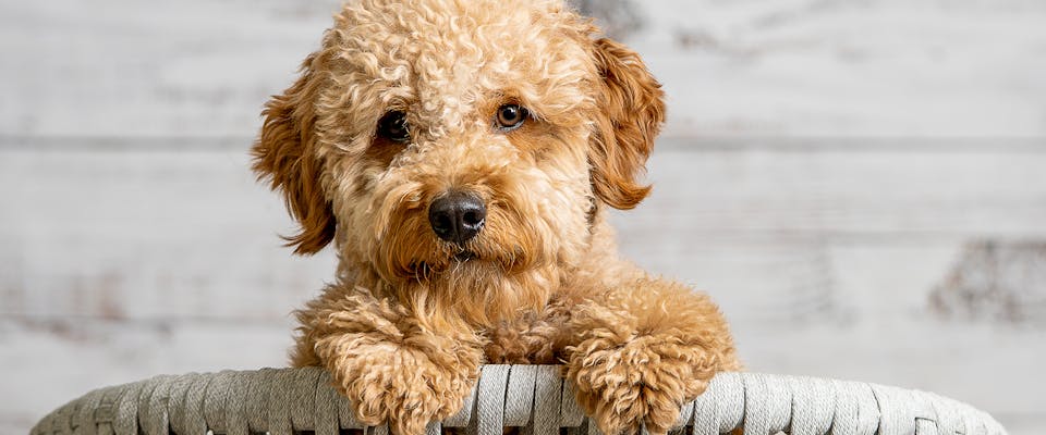 Goldendoodle short hair deals